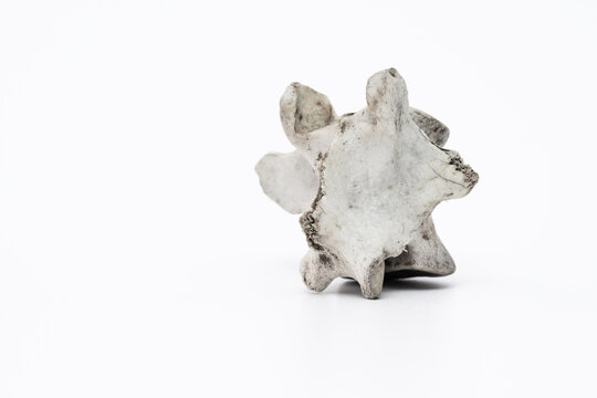 Knochenfragment