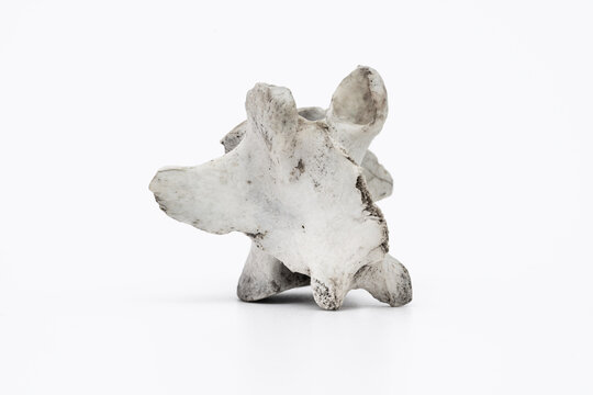 Knochenfragment
