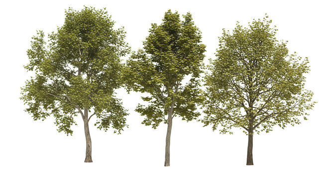 Sycamore platanus maple street trees isolated png on a transparent background premium cutout