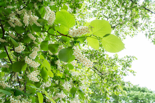 真っ白な花と緑のコントラストが爽やかな白雲木　Styrax obassia