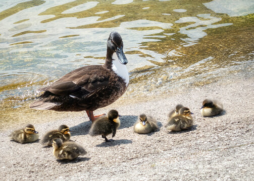 Enten, K&uuml;ken