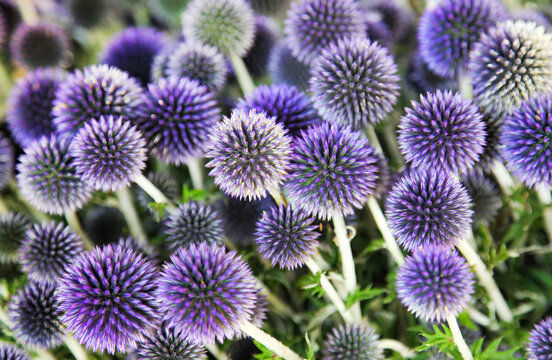 Kugeldistel,  Echinops