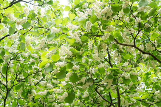 満開のハクウンボクの花　Styrax obassia