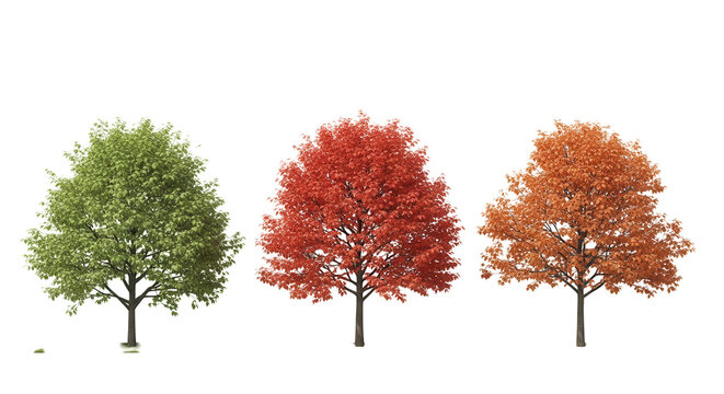 Sycamore platanus street maple trees isolated png on a transparent background 8k premium cutout