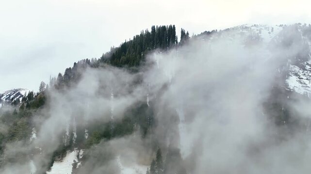 Cinematic drone ascent through rolling clouds to reveal Himalayan pine trees.