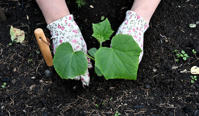 Female hands in gardening gloves hold cucumber seedlings before planting in the soil, space for text © Svetlana Verbitskaya