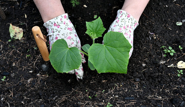 Female hands in gardening gloves hold cucumber seedlings before planting in the soil, space for text