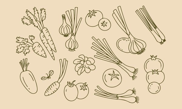 Sketch of fresh vegetables: carrots garlic onions tomatoes with hand drawn
