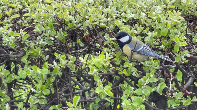 Parus major great tit bird on the bush.