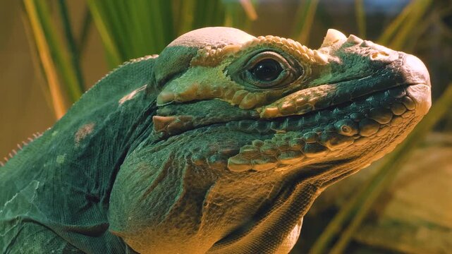 A close up of a lizards head and eye looking around on a cloudy day