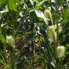 Obraz premium Sunlit green corn stalks with emerging silk in an agricultural field
