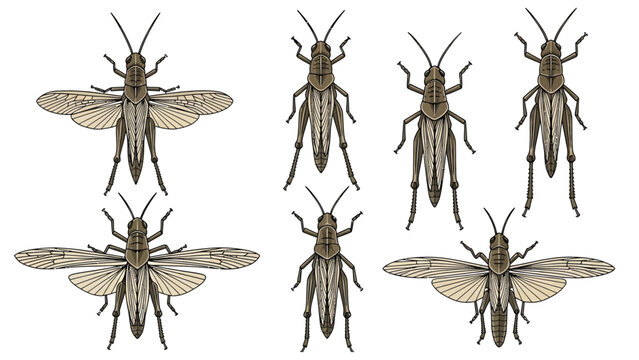 A collection of detailed hand-drawn illustrations featuring various grasshoppers and locusts, meticulously showcasing intricate insect anatomy, unique features, and natural poses