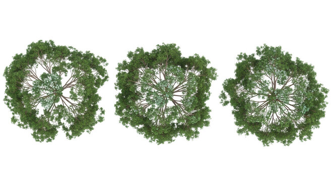 Eucalyptus leucoxylon tree plan, top view, cutout, transparent background, isolate, Three detailed top down views of lush