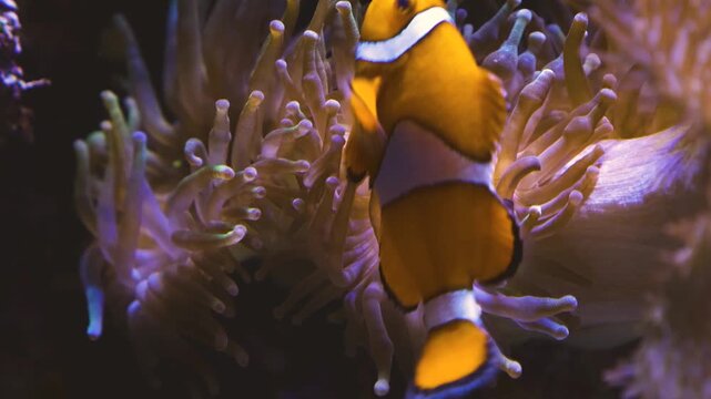Close up of a clown fish swimming around an anemone underwater in a coral reef