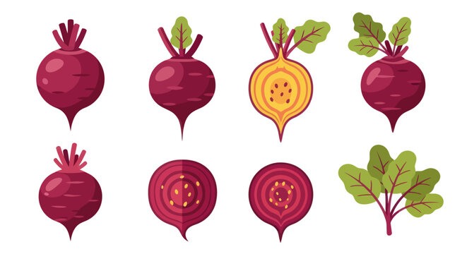 Fresh beetroot collection illustration