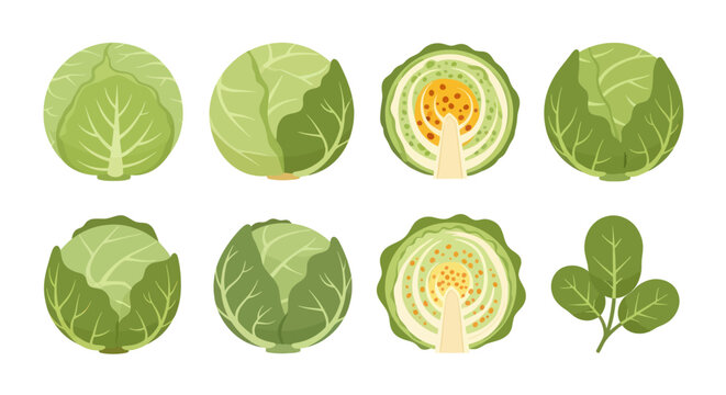 Fresh cabbage collection isolated on white