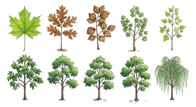 A collection of ten watercolor drawings depicting different varieties of deciduous trees with green foliage, all rendered with
