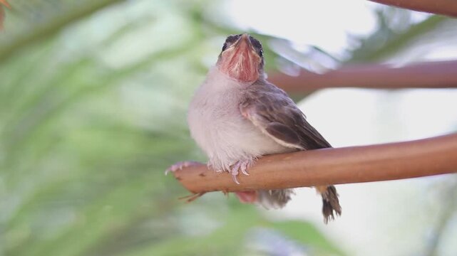 A cute baby bulbul bird is perched on the tree