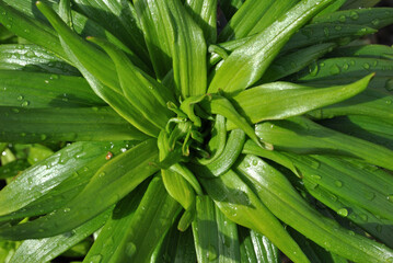 Fototapeta premium Close Up of Green Leaves with Water Droplets after Rain 