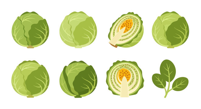 Fresh green cabbage heads and slices