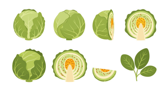 Fresh green cabbage isolated on white