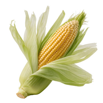 Isolated vibrant fresh raw sweet corn cob with green husks and golden kernels