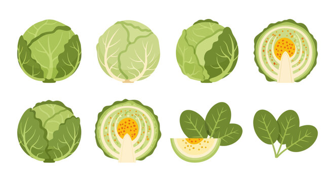 Fresh green cabbage vector illustration