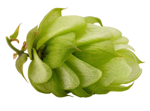 Isolated fresh green hop cone an essential ingredient for brewing delicious craft beer