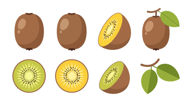 Fresh kiwi fruit illustrations