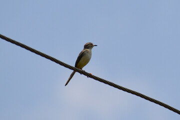 blue tit on branch © Mohan