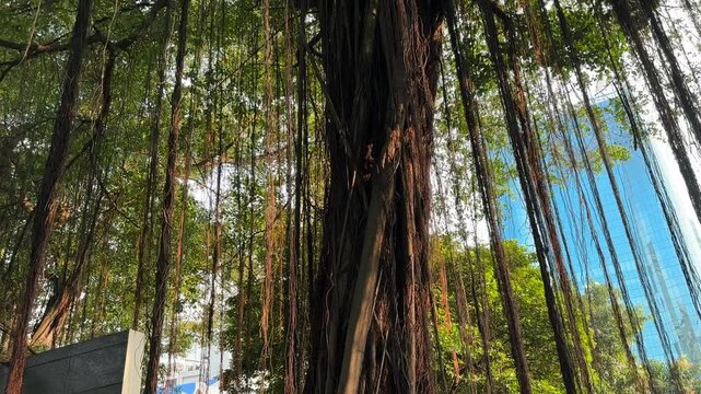 Aerial roots on large trees. Roots that fall from large trees.