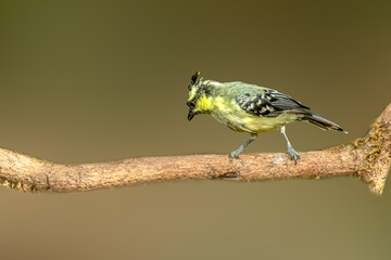 Indian Yellow Tit or Black lored tit on branch in Tilari forest © Dipakkumar