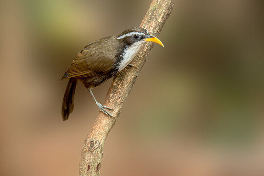 Indian Scimitar babbler in forest of upper  Tilari