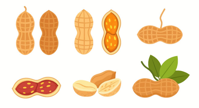 Illustrated peanuts in various arrangements