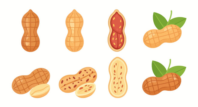 Illustrated peanuts seeds and shells