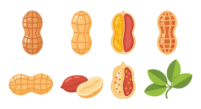 Illustrated peanuts shells seeds and leaves