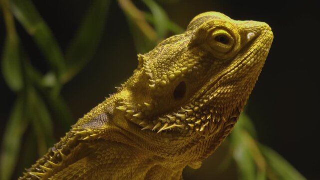 A close up of a bearded lizards head and eye looking around on a cloudy day