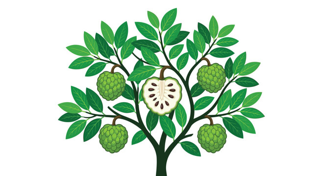Soursop tree with fruit and cross section vibrant illustration