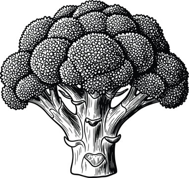 Vintage illustration of a broccoli head detailed botanical drawing