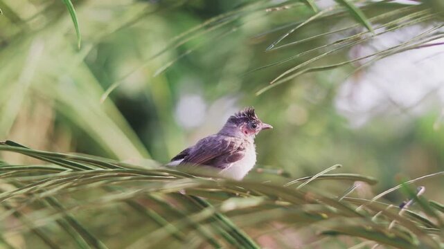 A cute baby bulbul bird is perched on the tree