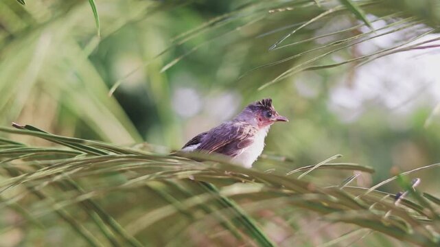 A cute baby bulbul bird is perched on the tree