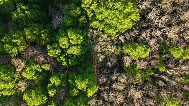 Aerial top down view of a diverse forest ecosystem