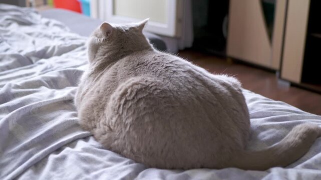 A lilac British Shorthair cat lies peacefully on a rumpled bed with gray patterned sheets in a sunlit room. Concept of domestic tranquility, pet companionship, and morning relaxation.