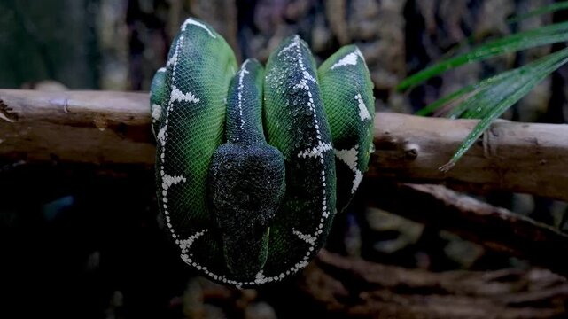Periquitamboia in a characteristic hunting pose.