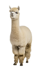 Obraz premium Isolated fluffy cream alpaca standing full length looking at camera with gentle expression