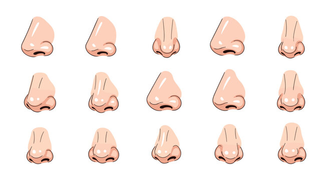 Educational illustration displaying fifteen different human nose shapes and profiles for anatomy or cosmetic study.