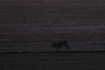 roe deer © Thomas