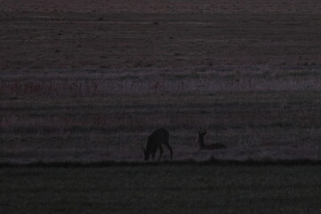 roe deer © Thomas
