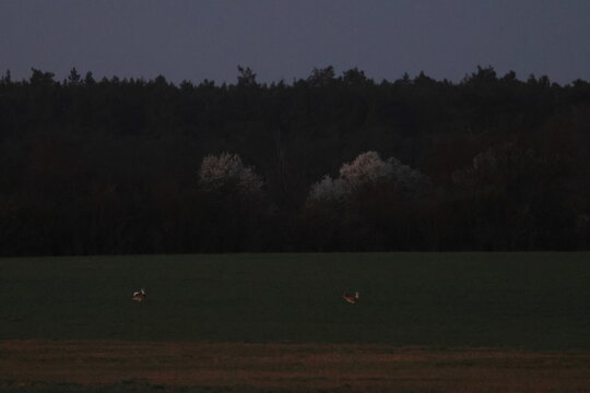 great bustard
