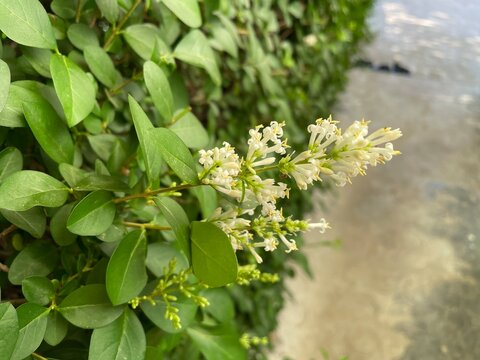  Ligustrum vulgare (Common Privet) green plant and white flower